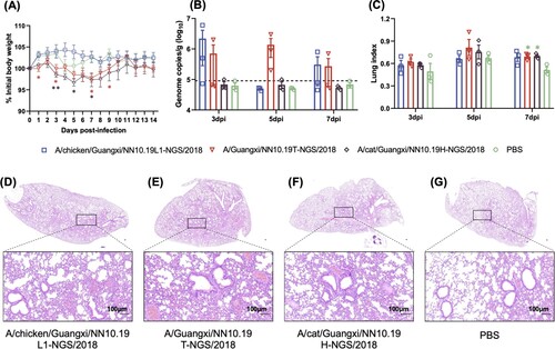 Figure 4. Pathogenicity of the H9N2 viruses from chicken, cat, and human in BALB/c mice. (A) Body weight changes of BALB/c mice inoculated with H9N2 viruses. (B) Lung viral titres (viral RNA copies) of infected mice were detected by qRT-PCR on 3, 5 and 7 days post-infection (dpi). The horizontal dashed line represents the lower limit of detection. (C) Lung index of the infected mice on 3, 5 and 7 dpi. Asterisk represents the statistically significant difference between the corresponding group and the control group given the Student’s T-test. *, p-value < 0.05; **, p-value < 0.01. (D)-(G) H&E staining results for the lung tissues of these H9N2 infected mice. The bar is 100 μm.