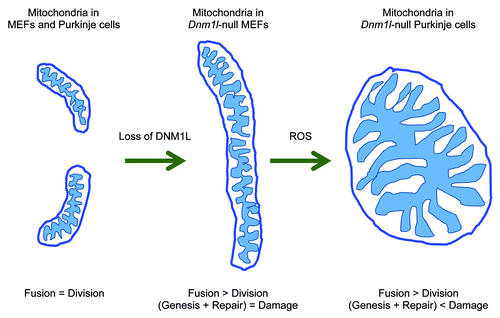 Figure 1. Mitochondrial division is essential for the maintenance of mitochondrial function in Purkinje cells.