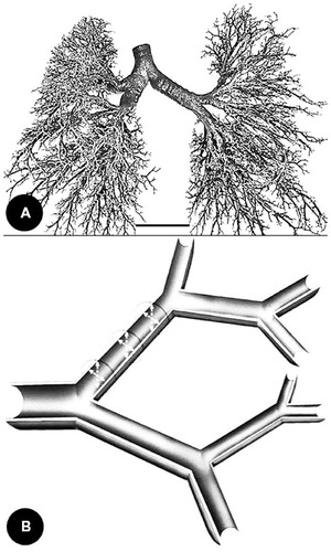 Figure 1 Bifurcation of the airways of the mammalian lung.