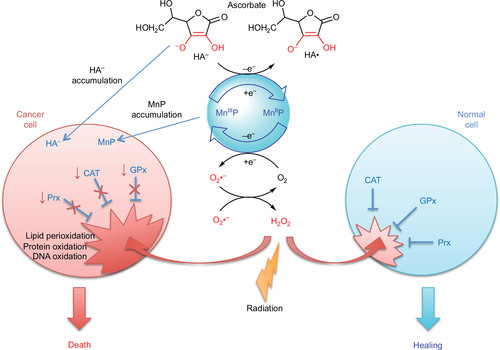 Figure 2 Differential redox environments of cancer versus normal cells drive differential therapeutic outcomes.