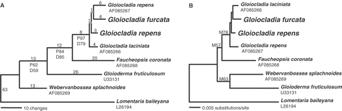 Fig. 38. Phylogenetic trees resulting from analyses of 18S rRNA gene sequences of Faucheacean species. Accession numbers for previously published sequences are given below species names. Sequences generated in this study are shown in larger font. (A) One of four most parsimonious trees (length = 176; CI = 0.687; RI = 0.580). Inferred branch lengths are shown above branches, parsimony (P) and distance (D) bootstrap proportions are shown below branches. (B) Maximum-likelihood tree (lnL = −3340.58416) with likelihood bootstrap proportions shown above branches.