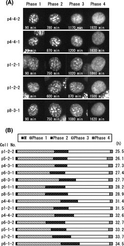 Fig. 3. Interphase segmentation of C3H10T1/2 cells.Notes: (A) Typical cell images of C3H10T1/2 cells in Phases 1–4. Interphase was divided into four phases by the pattern of DsRed-HP1α diffusion into the nucleoplasm. Heterochromatin dots of DsRed-HP1α were clearly observed 60 min after cell division (Phase 1). DsRed-HP1α began to diffuse into the nucleoplasm (Phase 2). The extent of DsRed-HP1α diffusion increased gradually and reached a plateau (see Fig. 2(B)). DsRed-HP1α diffused further towards the nuclear periphery (Phase 3) and uniformly diffused into the entire nucleoplasm (Phase 4). The elapsed time is indicated at the bottom. Each image from Phase 1 represents 90 min, by which time the heterochromatin dots were completely formed. Images of the start points of Phase 2 (600–870 min), Phase 3 (870–1200 min), and Phase 4 (1500–1920 min) are shown. (B) Ratio of the four phases in the cell cycle of C3H10T1/2 cells. In the diagram, the cell cycle of 14 cells starts from the first mitosis (M). Times required for one cell cycle in each cell are shown on the right. Note that Phase 2 is roughly positioned in the middle of the cell cycle.