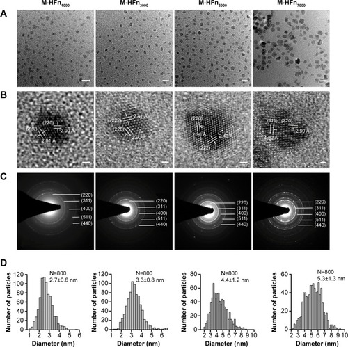 Figure 1 TEM analysis of M-HFn nanoparticles.Notes: (A) TEM graphs of M-HFn1000, M-HFn3000, M-HFn5000, and M-HFn7000. Scale bar is 10 nm. (B) The high-resolution TEM images of these four M-HFn samples. Scale bar is 1 nm. (C) Corresponding SAED patterns of M-HFn nanoparticles. (D) Size histograms of M-HFn nanoparticles.Abbreviations: M-HFn, ferrimagnetic H-ferritin; TEM, transmission electron microscope; SAED, selected area electron diffraction.
