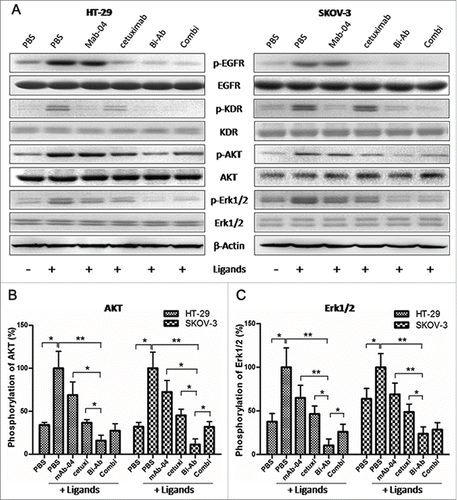 Figure 3. Bi-Ab inhibits phosphorylation of EGFR and VEGFR2 and down-regulates AKT and MAPK signaling. (A) Western blot to show the inhibition on phosphorylation of EGFR, VEGFR2, AKT and Erk1/2 in HT-29 and SKOV-3 cells after antibodies treatment. ((B) and C) Phosphorylation level of AKT and Erk1/2 in HT-29 and SKOV-3 cells. The data presented as the mean ± SD, are from a representative experiment, n = 3. *P < 0.05; **P < 0.01.