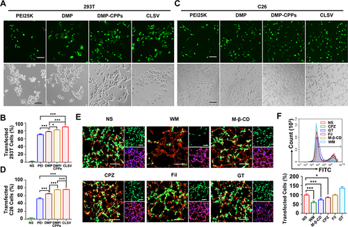 Figure 2 In vitro transfection study. (A) Fluorescence images analysis of the transfection rate of CLSV/IL-22BP complex in 293T cells (scale bar: 100 μm). (B) Flow cytometry analysis of the transfection rate of CLSV/IL-22BP complex in 293T cells (*P < 0.05, ***P < 0.001). (C) Fluorescence images analysis of the transfection rate of CLSV/IL-22BP complex in C26 cells (scale bar: 100 μm). (D) Flow cytometry analysis of the transfection rate of CLSV/IL-22BP complex in C26 cells (***P < 0.001). (E) Fluorescent images analyze the uptake rate of different inhibitors (scale bar: 100 μm). (F) Flow cytometry analysis of the uptake rate of different inhibitors (*P < 0.05, ***P < 0.001).