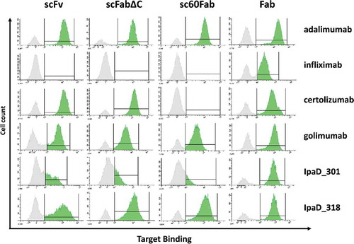 Figure 2. Antigen binding of the 6 selected antibodies expressed as different antibody fragment formats on the surface of yeast cells. Cells are labeled with biotinylated antigen then with Streptavidin–PE (Target Binding) before FACS analysis. Selected antigen concentrations are far above the expected KD to reach a quantitative binding with the antibody fragments. Respective antigen concentration were 20 nM for anti-TNF antibodies and 50 nM for anti-IpaD antibodies. For each construct, a FACS histogram shows the fluorescence intensity corresponding to antigen binding (x-axis) vs the number of detected events (y-axis). Interval gates (bars) are shown to differentiate cells with detectable antigen binding (mean fluorescence intensity (MFI) score above 103, in green) from cells with no detectable antigen binding (MFI score under 103, in grey).The 103 cutoff has been obtained by measuring MFI of cells with a non-relevant antigen, cf. Supplementary figure 1.