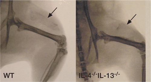 Figure 2. Faxitron image of DXBM implant specimens at killing 5 weeks postoperatively. WT animal (left) and IL‐4-/-IL‐13-/‐animal (right).