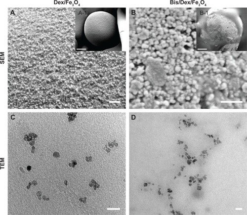 Figure 5 The SEM and TEM images of Dex/Fe3O4 and Bis/Dex/Fe3O4.Notes: (A and A-1) SEM image of the Dex/Fe3O4 indicates the magnetic nanoparticles on the Dex surface. (B and B-1) The morphology of Bis/Dex/Fe3O4 under SEM. (C and D) Dex/Fe3O4 and Bis/Dex/Fe3O4 nanoparticles photographed by TEM show an approximate size of 20 nm. Scale bar: (A) 500 nm, (A-1) 5 μm, (B) 500 nm, (B-1) 5 μm, (C) 20 nm, and (D) 20 nm.Abbreviations: SEM, scanning electron microscopy; TEM, transmission electron microscopy; Dex, dextran; Fe3O4, iron (II, III) oxide; Bis, bisphosphonate.