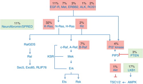 Figure 1. Mutations in the Ras pathway in lung adenocarcinoma (from TCGA). Only genes mutated at greater than 1% are highlighted. Green: loss of function, Red: gain of function 338 × 190 mm (96 × 96 DPI).