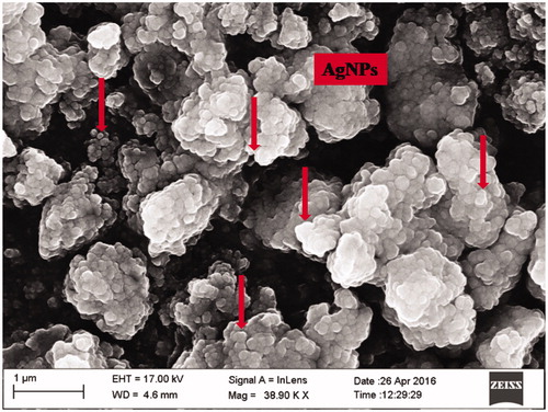 Figure 5. Scanning electron microscopic observation of synthesized AgNPs from I. batatas.