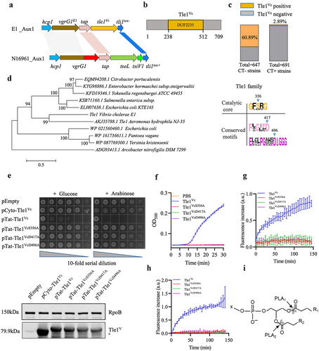 Figure 1. Tle1Vc is a lipase effector with antibacterial activity.