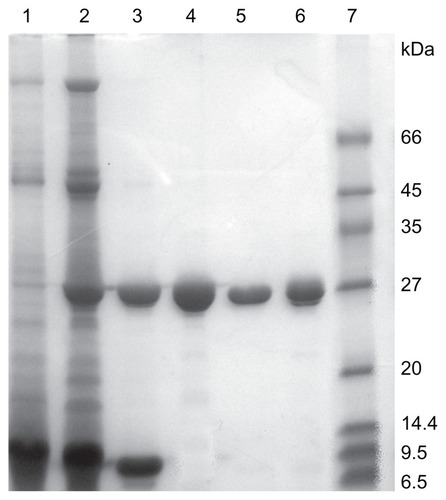 Figure 1 SDS-PAGE of extracts and eluates from different purification steps. Lane 1: crude extract; Lane 2: dialytic sample after AS precipitation; Lane 3: eluate from SP-Sepharose FF chromatography; Lane 4: eluate from gel filtration chromatography; Lane 5: α-MMC from Macro-Cap-SP chromatography; Lane 6: MAP30 from Macro-Cap-SP chromatography; Lane7: LMW calibration kit.