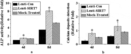 Figure 5. Changes of ALP activity and calcium nodule level in osteoblasts (Lenti-SIRT7: SIRT7 knockout group; Lenti-con: control group; Mock-Treated: simulation Group (not added with any lentivirus but added with a lentivirus transfer agent); a. ALP activity; b. calcium nodule level (*: compared with the control group, P < 0.05)).