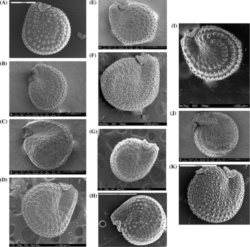 Figure 1. Synopsis of the morphotypes of Portulaca oleracea found in the Italian peninsula and surrounding islands. View of the whole seed: (A) ‘P. cypria’, (B) ‘P. granulatostellulata’, (C) ‘P. nitida’, (D) ‘P. oleracea’, (E) ‘P. papillatostellulata’, (F) ‘P. rausii’, (G) ‘P. sardoa’, (H) ‘P. sativa’, (I) ‘P. sicula’, (J) ‘P. trituberculata’, (K) ‘P. zaffranii’. Images (A) and (I) are from Danin, Domina, and Raimondo (Citation2008), modified; images (B), (C), (E) and (J) were taken by Dr Massimo Tonelli; the others are from A. Danin’s personal archive. For images (A) and (K), scale bar is 500 μm; for images (B), (D), (F), (G) and (I), scale bar is 200 μm; for images (C) and (E), scale bar is 300 μm; for image (H), scale bar is 1 mm; for image (J), scale bar is 400 μm.