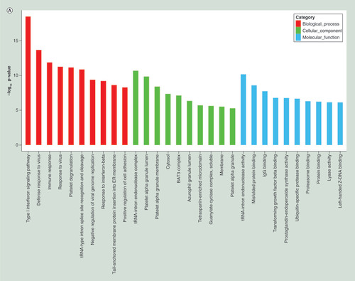 Figure 2.  Top 20 Gene Ontology and KEGG terms for differentially expressed mRNAs between pulmonary tuberculosis and healthy individuals. (A) GO terms for upregulated differentially expressed mRNAs between PTB and healthy individuals. (B) GO terms for downregulated differentially expressed mRNAs between PTB and healthy individuals. (C) Top 20 pathways for upregulated differentially expressed mRNAs between PTB and healthy individuals. (D) Top 20 pathways for downregulated differentially expressed mRNAs between PTB and healthy individuals.PTB: Pulmonary tuberculosis.