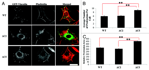 Figure 3. Vinculin C-terminal hairpin deletions alter cell morphology. (A) Vin−/− MEFs were transfected with GFP-tagged WT-, ΔC2- or ΔC5 vinculin and plated on FN for two hours as previously described.Citation31 (B) The number of protrusions and (C) the relative protrusion area were measured with NIH ImageJ. Cells expressing ΔC5 vinculin show significantly more and larger protrusions per cell, relative to WT vinculin and ΔC2 vinculin. Results shown represent ~60 cells from three independent experiments. Statistical significance was determined by the Student’s t-test. **p ≤ 0.001 comparing WT vinculin and ΔC2 vinculin to ΔC5 vinculin. Scale bar is 30 µm.