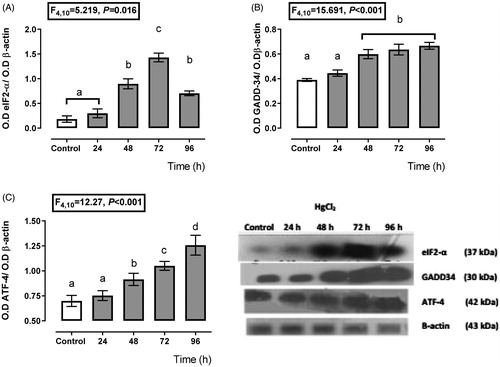 Figure 1. Time-dependent expression of endoplasmic reticulum stress markers, eIF2-α (A), GADD-34 (B), and ATF-4 (C) in the HgCl2-associated acute kidney injury. Data represents the mean ± SEM. One-way repeated measures ANOVA. Student–Newman–Keuls post hoc test. n = 6 a ≠ b ≠ c ≠ d ≠ e.