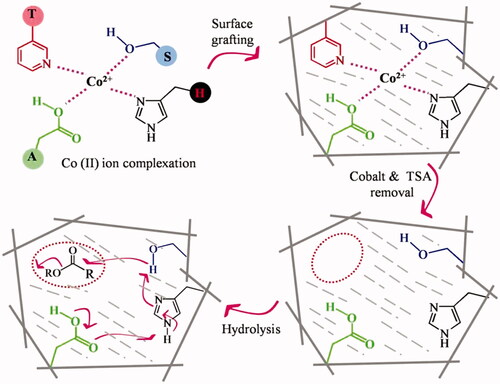 Figure 21. First reported chymotrypsin mimc [Citation41,Citation42].