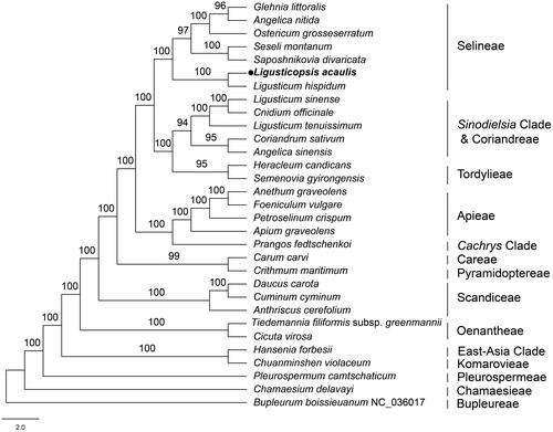 Figure 3. Phylogenetic tree of 31 species in the family Apiaceae based on the complete chloroplast sequences (bootstrap support values are shown above each node). The tree was constructed by ML analysis using RAxML and the GTR + G+I nucleotide model, with 1000 rapid bootstrap replicates. The following sequences were used: G. littoralis NC_034645 (Lee et al. Citation2019), A. nitida MF594405 (Deng et al. Citation2017), O. grosseserratum NC_028618 (Choi et al. Citation2016), S. montanum NC_027451 (Samigullin et al. Citation2016), S. divaricata MN539269 (Bao et al. Citation2019), L. hispidum MT409614 (Ren et al. Citation2020), L. sinense NK9214541 (Wu et al. Citation2020), C. officinale NC_039760 (Park et al. Citation2018), L. tenuissimum NC_029394 (www.ncbi.nlm.nih.gov/), C. sativum NC_029850 (www.ncbi.nlm.nih.gov/), A. sinensis MH430891 (Tian et al. Citation2019), H. candicans NC_045184 (Kang et al. Citation2019), S. gyirongensis NC_042912 (Xiao et al. Citation2019), A. graveolens NC_029470 (Peery Citation2015), F. vulgare NC_029469 (www.ncbi.nlm.nih.gov/), P. crispum NC_015821 (Downie and Jansen Citation2015), A. graveolens NC_041087 (www.ncbi.nlm.nih.gov/), P. fedtschenkoi KY652265 (Mustafina et al. Citation2019), C. carvi NC_029889 (www.ncbi.nlm.nih.gov/), C. maritimum NC_015804 (Downie and Jansen Citation2015), D. carota NC_008325 (Ruhlman et al. Citation2006), C. cyminum MN901636 (www.ncbi.nlm.nih.gov/), A. cerefolium NC_015113 (Downie and Jansen Citation2015), T. filiformis subsp. greenmannii HM596071 (Downie and Jansen Citation2015), C. virosa NC_037711 (www.ncbi.nlm.nih.gov/), H. forbesii NC_035054 (www.ncbi.nlm.nih.gov/), C. violaceum KU921430 (www.ncbi.nlm.nih.gov/), P. camtschaticum NC_033343 (www.ncbi.nlm.nih.gov/), C. delavayi MN119367 (Guo et al. Citation2020), and B. boissieuanum NC_036017 (Wu et al. Citation2018).