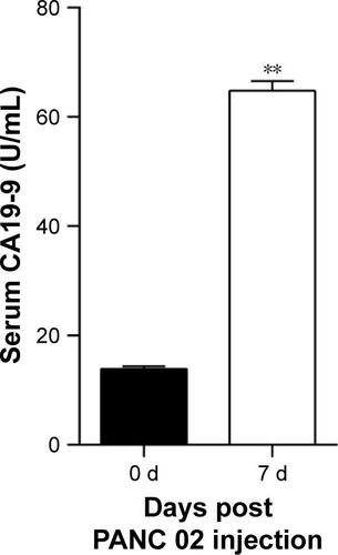 Figure S2 ELISA analysis for the concentration of CA19-9 in serum after PANC 02 cells injection.Notes: The CA19-9 concentrations in serum after PANC 02 cells injection for 7 days differed significantly from that of the normal level. Data represent the mean ± standard deviation (n=5). **P<0.01.Abbreviations: CA19-9, carbohydrate antigen 19-9; PANC 02, pancreatic adeno-carcinoma cell line.
