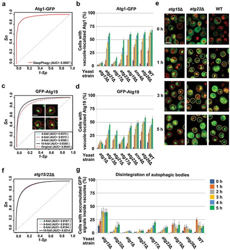 Figure 7. The applicability of DeepPhagy for analyzing other types of autophagic phenotypes. For large-scale analyses, a pre-defined global threshold of 0.45 was adopted (Figure 3E). (A) The accuracy of DeepPhagy for directly discriminating cells with or without Atg1-GFP vacuolar delivery. (B) The DeepPhagy-based analysis of Atg1-GFP targeting in the WT and 7 atg KO strains. (C) The accuracies of the original DeepPhagy model and the newly re-trained model for recognizing GFP-Atg19 vacuolar delivery. The original model mistakenly recognized a proportion of cells containing large GFP puncta associated with the vacuolar membrane as positive hits, while this type of error was alleviated in the new model. Scale bar: 2 µm. (D) The automatic analysis of GFP-Atg19 targeting in the WT and 7 atg KO strains. (E) Cells with accumulated or dispersed GFP signals inside their vacuoles were manually labelled as positive or negative cells, respectively. Scale bar: 5 µm. (F) The accuracy of the recognition of disintegrating autophagic bodies based on manually labelled atg15Δ and atg22Δ mutant cells. (G) The automatic analysis of the autophagic-body breakdown in the WT and 8 atg KO strains.