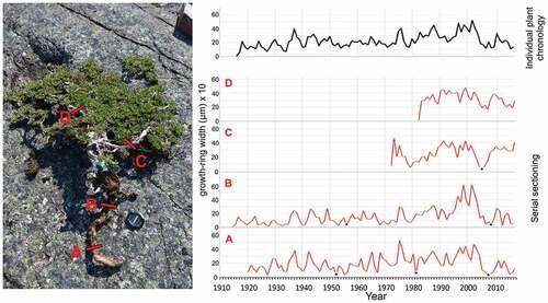 Figure 5. Example of the bearberry willow serial sectioning technique. Positions of sampling microtome sections within individual plant and corresponding growth ring width curves