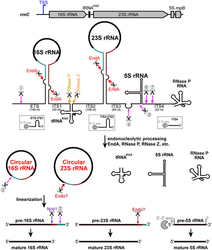 Figure 7. The pre-rRNA maturation pathway in M. maripaludis. The complex rrnC operon, consisting of 16S-tRNAAla2-23S-5S-rnpB, is utilized as a representative example. The polycistronic RNA is transcribed from the transcription start site (TSS, indicated by a blue arrow). EndA cleaves at BHB motifs within the stem structure, resulting in the excision of pre-16S and pre-23S rRNAs and the formation of circular pre-16S and pre-23S rRNA intermediates. Endonucleases RNase P and RNase Z are responsible for the cleavage that releases tRNAAla2. Four endonucleolytic processing sites (sites ④ ⑤ ⑥ ⑦) flanking 5S rRNA separate both 5S and RNase P RNA from the polycistronic precursor. These four sites, characterized by a distinct 10-nt A/U-rich motif, are presumably cleaved by an unidentified endonuclease. The circular pre-16S and 23S rRNA intermediates undergo sequence-specific or structure-specific endonucleolytic cleavage at their respective mature 5′ ends. The 3′ extension of pre-16S rRNA is then trimmed stepwise through the endonucleolytic processing at site ② with similar 10-nt A/U-rich motif and 3′ processing by the endonuclease Nob1, leading to the generation of the mature 3′ end. The cropped 5′ ETS and ITS regions of different length are predicted to be eliminated by exonucleolytic degradation by potential 5′-3′ exonucleases (shown as pacman). Homologous 5′-3′ exonucleases are found as aRNase J (MMP0044) or aCPSF2 (MMP0431) encoded in M. maripaludis. The processing sites are indicated by the coloured arrows, similarly as shown in Fig. 1B. RNA structures of each molecule are schematically shown as aforementioned.