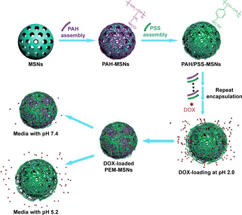 Figure 1 Schematic illustration for the fabrication of pH-responsive carrier systems based on PEM-MSN.Notes: The polyelectrolyte pairs of PAH/PSS were alternately deposited onto the MSN surface via the LBL technique, DOX was then loaded into the mesoporous channels and inside the polymer shell of PEM-MSN at pH 2.0, thus constructing a pH-responsive drug-delivery system from which the release of DOX is accelerated under acidic conditions. Reproduced from Feng W, Zhou X, He C, et al. Polyelectrolyte multilayer functionalized mesoporous silica nanoparticles for pH-responsive drug delivery: layer thickness-dependent release profiles and biocompatibility. J Mater Chem B. 2013;9:5886–5898, DOI http://dx.doi.org/10.1039/C3TB21193B, with permission of The Royal Society of Chemistry.Citation50Abbreviations: MSN, mesoporous silica nanoparticle; PAH, polyallylamine hydrochloride; PSS, polystyrene sulfonate; LBL, layer by layer; DOX, doxorubicin hydrochloride; PEM, polyelectrolyte multilayer.