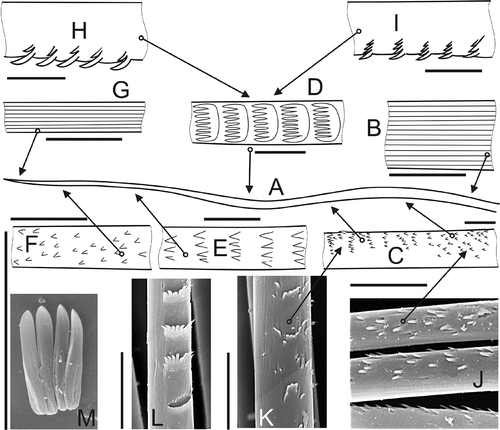 Figure 4. Spinose chaeta with combs. A, sketch of general view; B, base of chaeta, showing longitudinal striation of collagen fibrils; C,J,K, scattered spines combine in irregular, then regular rows; D,L, middle part of chaeta with combs; E, reduced combs in subdistal region of chaeta; F, small scattered spines toward distal part of chaeta; G, smooth tip of chaeta showing longitudinal striation of collagen fibrils; H,I, examples of optical aberrations regarding relative length of spines; L,M, detached combs. Scale bars: all 10 μm. M, N. longosetosa, others A. malmgreni; A–I, drawn using LM, others SEM.