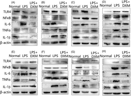 Figure 2. Images of protein expression of the TLR4/NFκB signalling pathway in the major organs of mice after intravenous administration of LPS. Western blot assays were employed. (A) Heart; (B) liver; (C) spleen; (D) lung; (E) kidney; (F) brain; (G) small intestine; (H) large intestine. DXM: Dexamethasone.