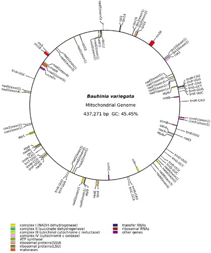 Figure 2. The mitogenome map of Bauhinia variegata. Genes shown outside and inside the outer circle are transcribed clockwise and counterclockwise, respectively.