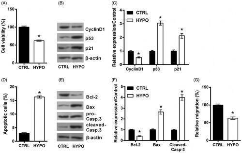 Figure 1. PC12 cells are injured by hypoxia. PC12 cells were incubated in a hypoxic condition (3% O2) for 24 h to mimic hypoxic injury model. The cells in normoxic condition served as control (CTRL). (A) Cell viability, (B,C) expression of proteins associated with cell growth, (D) apoptotic rate, (E,F) expression of proteins associated with apoptosis, and (G) migration rate of PC12 cells were detected by trypan blue exclusion, western blot, apoptosis assay and migration assay. n = 3. *p < .05 represents a comparison with CTRL groups.