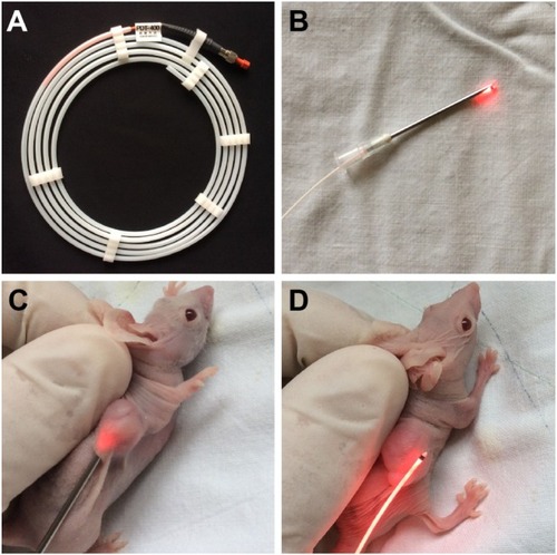 Figure 4 Camera image of laser optical fiber used in PDT and different PDT irradiating procedures performing on mice.Notes: (A) Laser optical fiber; (B) fiber inserting into a needle for subsequent PDT treatment; (C) irradiating with fiber directly inserted into the tumor; and (D) irradiating surrounding around the tumor.Abbreviation: PDT, photodynamic therapy.