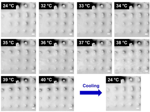 Figure 11. Top-view micrographs of the microlens array with topographical changes at various temperatures. The scale bar is 50 µm. Reprinted with permission from Mejia et al. [Citation58]. Copyright 2022. The authors licensed under CC BY 4.0.