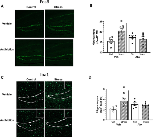 Figure 2 Stress effects on FosB in the hippocampus are microbe dependent. Brain hippocampal FosB and IBA-1 expression were analyzed by immunohistochemistry following behavior testing. Representative sagittal brain hippocampal sections from experimental groups stained with either (A) FosB or (C) Iba1. Stress-exposed mice had increased (B) FosB expression in the hippocampus when compared to control mice (*p < 0.05 vs all other groups). The FosB expression increase was ameliorated in stressed mice gavaged with antibiotics (stress x antibiotic interaction, p < 0.05). Similar to FosB, (D) Iba1 expression was increased in stress-exposed mice gavaged with water when compared to all other groups (*p < 0.05 vs all other groups). n = 5–6 per group from 2 replicate experiments.