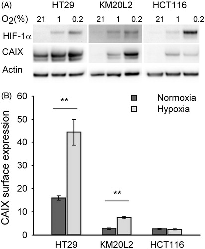 Figure 1. Carbonic anhydrase IX (CAIX) expression in HT29, KM20L2 and HCT116 cells. (A) Western immunoblot analysis of CAIX expression in whole cell lysate under normoxia (21% O2) and hypoxia (1% and 0.2% O2) after 24-h incubation in -buffered medium. Actin was used as loading control. (B) Flow cytometric analysis of CAIX surface expression under normoxia (21% O2) and hypoxia (0.2% O2). The values represent the surface expression as a ratio of the median fluorescence relative to unstained control cells and is the mean of minimum three independent experiments (**p < 0.001).