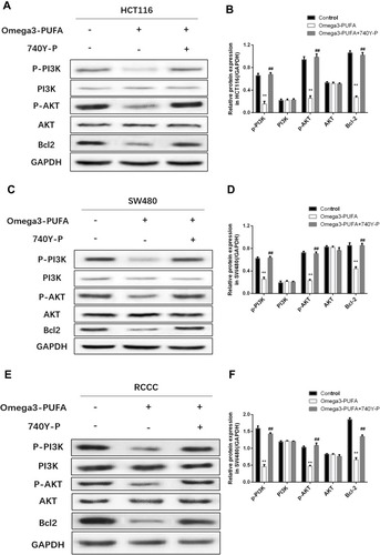 Figure 5 Omega-3PUFA inhibits PI3K/AKT/Bcl-2 signaling in CRC cells. (A, C, E) HCT116, SW480 or RCCC cells were pretreated with 10 μM PI3K activator (740Y-P) for 1h then exposed to Omega-3 PUFA. The protein expression of p-PI3K, PI3K, p-AKT, AKT and Bcl-2 in HCT116 (A), SW480 (C) and RCCC (E) cells was detected by Western blot. (B, D, F) Quantitative analysis of protein expression (p-PI3K, PI3K, p-AKT, AKT and Bcl-2) in HCT116 (B), SW480 (D) and RCCC (F) cells. Unpaired 2-tailed t test. **P < 0.01; ##P < 0.01. Bar graphs represent the mean ± SD for B, D and F.