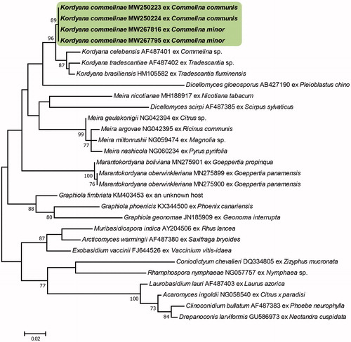 Figure 3. Phylogenetic relationship of Kordyana commelinae specimens and reference sequences retrieved from GenBank, inferred from neighbor-joining analysis using the LSU sequences. Bootstrap values (1000 replicates) above 70% are indicated at the branches. The Korean specimens are indicated in bold. The scale bar represents 0.02 nucleotide substitutions per site.