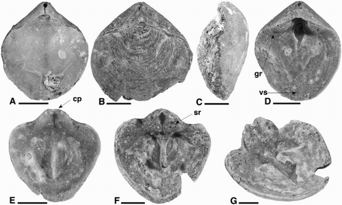 Figure 4. A–G. Magadina browni. A, B635. Juvenile dorsal exterior. B, B636. Adult dorsal exterior. C, B637. Lateral exterior. D, B638. Ventral interior. E, B639. Juvenile dorsal interior. F, G, B640. F. Adult dorsal interior. G, Oblique view. All scale bars 2 mm. cp, cardinal process; gr, groove; sr, socket ridges; vs, ventral septum. B = University of Auckland School of Environment.