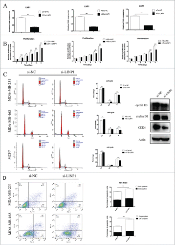 Figure 1. LINP1 knockdown inhibited proliferation and induced apoptosis in breast cancer cells. (A) MDA-MB-231 (right), MDA-MB-468 (middle) and MCF-7 (left) cells were transfected with NC (negative control) or LINP1 siRNAs to inhibit the expression of LINP1. (B) MTT assays were used to determine the cell viability of siLINP1-transfected MDA-MB-231 (right), MDA-MB-468 (middle) and MCF-7 (left) cells. Experiments were performed in triplicate. (C) Flow cytometry was performed to determine the effect of LINP1 on changes in cell cycle distribution (right). Statistical diagrams show significant differences (middle). Western blotting was used to detect cyclin D1, cyclin D3, and CDK4 expression (left). (D) LINP1 knockdown promoted apoptosis in MDA-MB-231 and MDA-MB-468 cells, *P < 0.05, **P < 0.01, and, ***P < 0.001 by the Student's t test.