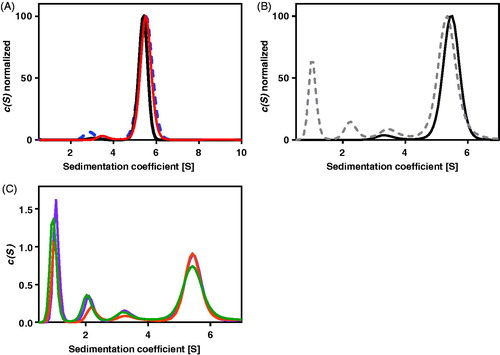 Figure 2. The absorption at 280 nm, A280nm(s), and the interference(s) profiles obtained from fitting the continuous c(s) distribution model to the sedimentation velocity data acquired for Helicobacter pylori AdSS at 20 mM HEPES-NaOH pH 6.8 + 1 mM TCEP, at 20 °C. (A) A280 nm(s) profile for the 4.4 µM of the apo AdSS (black); 4.4 µM AdSS in a binary complex with 0.1 mM IMP (red); and 3.3 µM AdSS in a ternary complex with 0.1 mM IMP and 1 mM hadacidin (blue dashed line) (data normalised). (B) A280 nm(s) (black) and interference(s) (grey dashed line) profiles for the apo enzyme, 5.1 µM (data normalised). (C) Interference(s) profiles for the 5.1 µM AdSS in a binary complex with 3.0 mM IMP (orange); ternary complex with 3 mM IMP and 6 mM GDP, in the presence of 3.3 mM MgSO4 (violet); and quaternary complex with 3.0 mM IMP, 6.0 mM GDP and 5.5 mM hadacidin, in the presence of 3.3 mM MgSO4 (green). Two species with sedimentation coefficients of about 1S and 2S, corresponding to a molecular mass of about 10 and 30 kDa, as observed only in the interference profiles, not in the A280nm profiles (see data on panel B), are therefore probably non-protein contaminants, which is additionally confirmed by the single band observed on the SDS electrophoresis gel (see Figure 1).