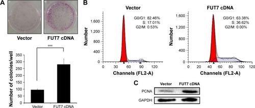 Figure 2 Overexpression of FUT7 stimulated the colony formation and cell proliferation in A549 cells.