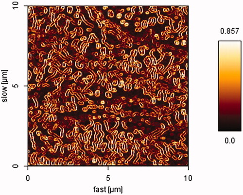 Figure 1. (a) AFM image of SF-loaded spherical core shell micelles.