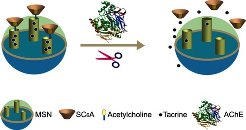 Figure 1 Schematic representation of AChE-fueled release of guest molecules Tac from the pores of MSN capped with SC6A.Abbreviations: Tac, tacrine; SC6A, p-sulfonatocalix[6]arene.