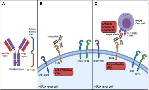 Figure 1 Mechanism of action of margetuximab. (A) Structure of margetuximab (B). Mechanism of action of trastuzumab (C). Mechanism of action of margetuximab.