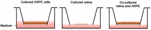 Figure 1. Culture system setup: ARPE cells cultured on transwell inserts for 5 weeks post-confluence. Retinas were cultured on inserts with the photoreceptor cells facing down, with or without post-confluent ARPE cells. All cultures were exposed to cyclic light for 8 h/day for 3 or 5 days in vitro.