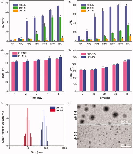 Figure 3. (A, B) Size change ratio (SCR, A) and Lapa release level (LRL, B) of NP1, NP2, NP3, NP4, NP5, NP6, and NP7, after incubation at pH 7.4, 6.5, and 5.5 for 8 h (n = 5). (C–D) Particle size of PLP-NPs and PP-NPs in PBS at pH 7.4 (C) and in RPMI-1640 containing 10% serum (D) (n = 5). (E–F) DLS results (E) and TEM images (F) of PLP-NPs cultured at pH 7.4 or pH 6.5 for 8 h.