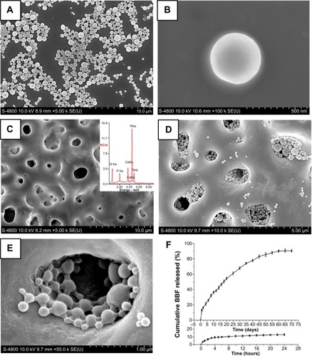 Figure 1 (A) Scanning electron microscope image of BBF-PLLA-NPs at low magnification. (B) Scanning electron microscope image of BBF-PLLA-NPs at high magnification. (C) Scanning electron microscope image and energy dispersive spectroscope spectrum of MAO-Ti specimen. (D) Scanning electron microscope image of the antibacterial coating at low magnification. (E) Scanning electron microscope image of the antibacterial coating at high magnification. (F) In vitro release curve of BBF from the antibacterial coating in PBS.Abbreviations: BBF, (Z-)-4-bromo-5-(bromomethylene)-2(5H)-furanone; BBF-PLLA-NPs, (Z-)-4-bromo-5-(bromomethylene)-2(5H)-furanone loaded poly(L-lactic acid) nanoparticles; MAO-Ti, microarc-oxidized titanium; PBS, phosphate-buffered saline.