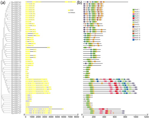 Figure 2. Phylogenetic relationship, exon–intron structure and conserved motifs analysis of SBP-box genes in B. juncea. (a) The phylogenetic tree created by MEGA 7.0 and exon–intron structures from online software GSDS. Also boxes and lines represent exons and introns, respectively. (b) Conserved motifs predicted in BjuSBP protein. The fifteen motifs were identified by MEME program, with each number of colored box representing a different motif.