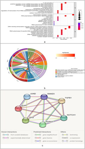 Figure 11. GO function analysis. (a) Bubble chart. (b) GOcircos. The outermost part of the left semicircle of the circle was the name of the transcription factor. The asterisk indicates a significant difference, and ***indicates p < 0.001. The right semicircle represents the top 8 functional features that were significantly enriched in GO. The band in the middle represents the association between transcription factors and functions. (c) PPI network relationships between transcription factors and target genes. The lower legend colors represent the relationship between them.